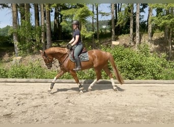 Oldenburger Springpferd, Wałach, 5 lat, 165 cm, Kasztanowata