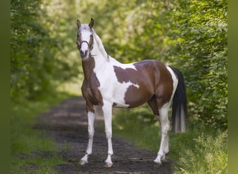 Oldenburger Springpferd, Wałach, 5 lat, 165 cm, Srokata