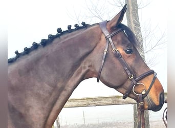 Oldenburger Springpferd, Wałach, 5 lat, 166 cm, Ciemnogniada