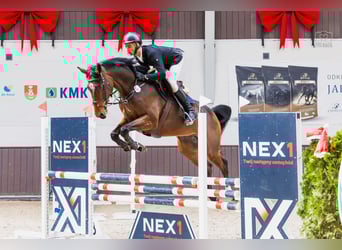 Oldenburger Springpferd, Wałach, 5 lat, 167 cm, Gniada