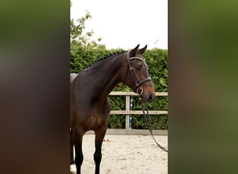 Oldenburger Springpferd, Wałach, 5 lat, 168 cm, Ciemnogniada