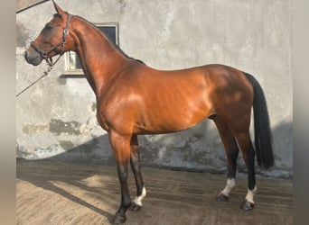 Oldenburger Springpferd, Wałach, 5 lat, 168 cm, Gniada