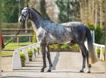 Oldenburger Springpferd, Wałach, 5 lat, 168 cm, Siwa