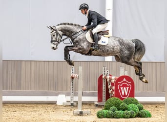 Oldenburger Springpferd, Wałach, 5 lat, 168 cm, Siwa