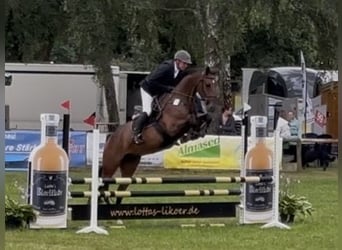 Oldenburger Springpferd, Wałach, 5 lat, 169 cm, Gniada