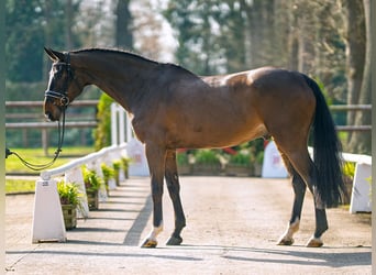 Oldenburger Springpferd, Wałach, 5 lat, 171 cm, Ciemnogniada
