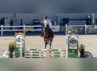 Oldenburger Springpferd, Wałach, 5 lat, 173 cm, Gniada