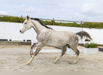 Oldenburger Springpferd, Wałach, 5 lat, 175 cm, Siwa