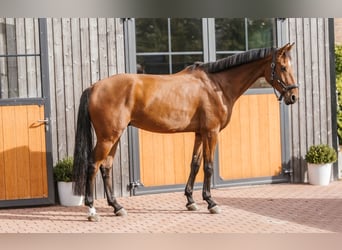 Oldenburger Springpferd, Wałach, 5 lat, 181 cm, Gniada