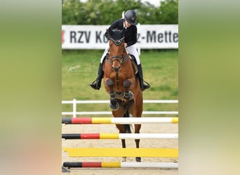 Oldenburger Springpferd, Wałach, 5 lat, 181 cm, Gniada