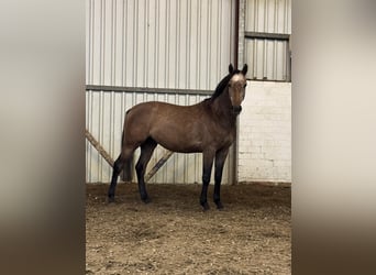Oldenburger Springpferd, Wałach, 6 lat, 160 cm, Formy Brown Falb