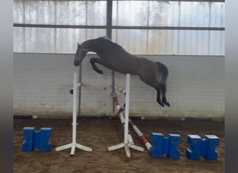 Oldenburger Springpferd, Wałach, 6 lat, 160 cm, Formy Brown Falb