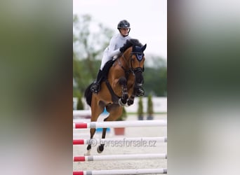 Oldenburger Springpferd, Wałach, 6 lat, 164 cm, Gniada