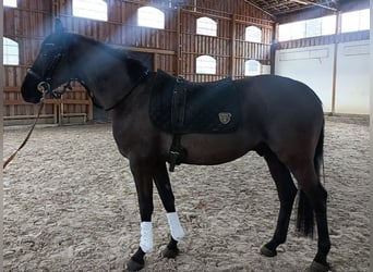 Oldenburger Springpferd, Wałach, 6 lat, 164 cm, Kara