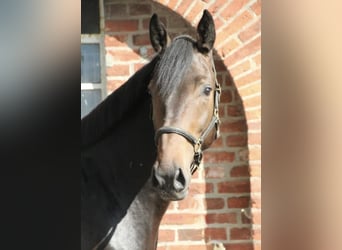 Oldenburger Springpferd, Wałach, 6 lat, 165 cm, Ciemnogniada