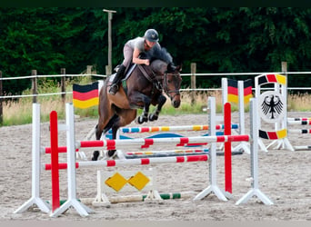 Oldenburger Springpferd, Wałach, 6 lat, 165 cm, Ciemnogniada