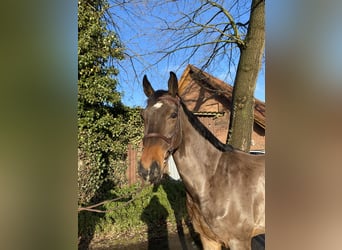 Oldenburger Springpferd, Wałach, 6 lat, 165 cm, Gniada