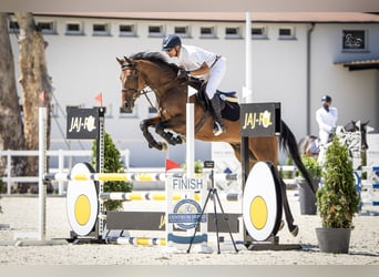 Oldenburger Springpferd, Wałach, 6 lat, 166 cm, Gniada