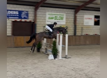 Oldenburger Springpferd, Wałach, 6 lat, 168 cm, Ciemnogniada