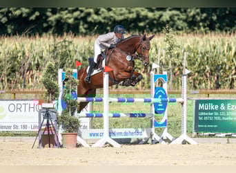 Oldenburger Springpferd, Wałach, 6 lat, 170 cm, Gniada