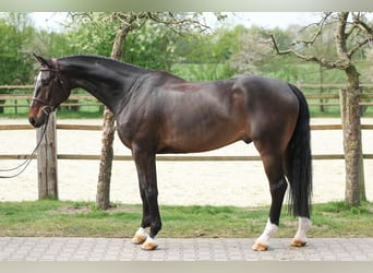 Oldenburger Springpferd, Wałach, 6 lat, 171 cm, Ciemnogniada