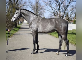 Oldenburger Springpferd, Wałach, 6 lat, 171 cm, Siwa