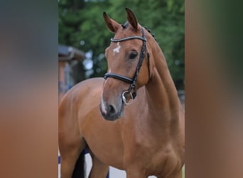 Oldenburger Springpferd, Wałach, 6 lat, 172 cm, Gniada