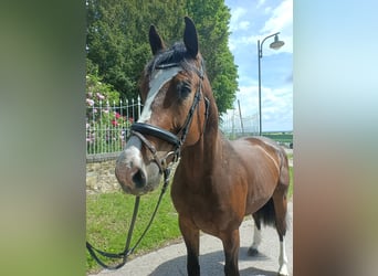 Oldenburger Springpferd, Wałach, 6 lat, 173 cm, Gniada