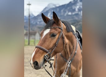 Oldenburger Springpferd, Wałach, 6 lat, 175 cm, Gniada