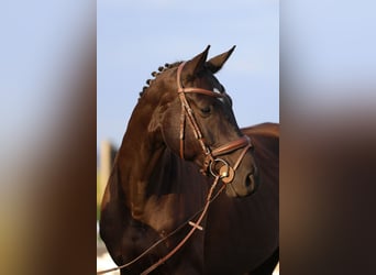 Oldenburger Springpferd, Wałach, 6 lat, 175 cm, Kara