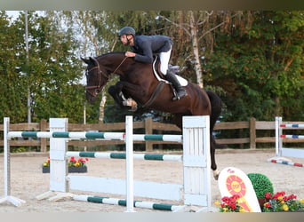 Oldenburger Springpferd, Wałach, 6 lat, Kara