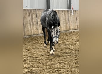 Oldenburger Springpferd, Wałach, 7 lat, 162 cm, Karosiwa