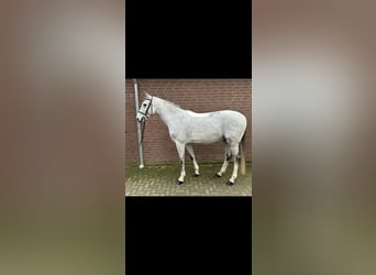 Oldenburger Springpferd, Wałach, 7 lat, 164 cm, Siwa