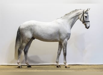 Oldenburger Springpferd, Wałach, 7 lat, 164 cm, Siwa