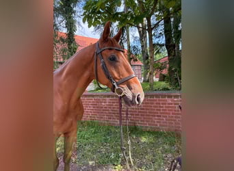 Oldenburger Springpferd, Wałach, 7 lat, 165 cm, Kasztanowata