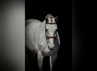 Oldenburger Springpferd, Wałach, 7 lat, 168 cm, Siwa