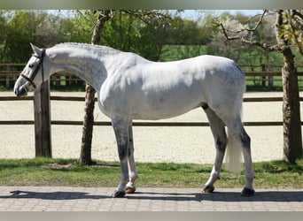 Oldenburger Springpferd, Wałach, 7 lat, 168 cm, Siwa