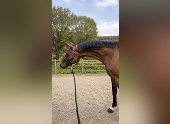 Oldenburger Springpferd, Wałach, 7 lat, 169 cm, Gniada