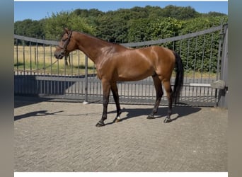 Oldenburger Springpferd, Wałach, 7 lat, 170 cm, Gniada