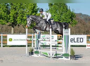 Oldenburger Springpferd, Wałach, 7 lat, 170 cm, Siwa