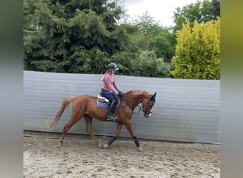Oldenburger Springpferd, Wałach, 7 lat, 172 cm, Kasztanowata