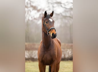 Oldenburger Springpferd, Wałach, 7 lat, 175 cm, Gniada