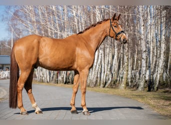 Oldenburger Springpferd, Wałach, 7 lat, 178 cm, Kasztanowata