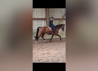 Oldenburger Springpferd, Wałach, 8 lat, 164 cm, Gniada