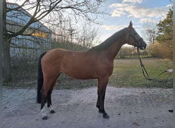 Oldenburger Springpferd, Wałach, 8 lat, 164 cm, Gniada