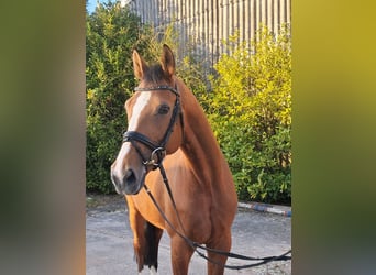 Oldenburger Springpferd, Wałach, 8 lat, 164 cm, Gniada