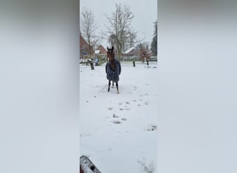 Oldenburger Springpferd, Wałach, 8 lat, 165 cm, Ciemnogniada