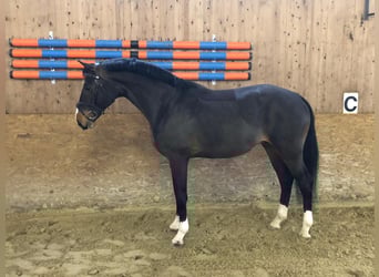 Oldenburger Springpferd, Wałach, 8 lat, 165 cm, Gniada