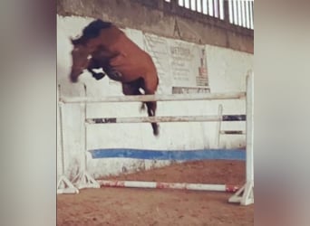 Oldenburger Springpferd, Wałach, 8 lat, 167 cm, Jasnogniada