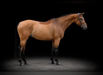 Oldenburger Springpferd, Wałach, 8 lat, 170 cm, Gniada